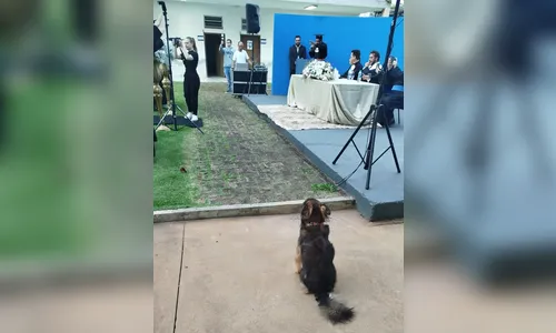 
							Conheça o cão universitário que tem três nomes e assiste as aulas em Apucarana
						
						