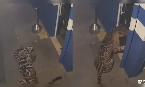 
							Onça-pintada invade empresa no PR e é flagrada brincando com reflexo
						
						
