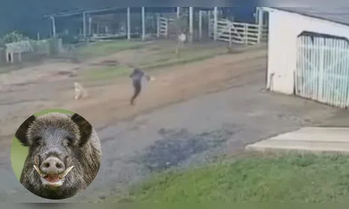 
							Trabalhador foge de javali em fazenda de SC e vídeo viraliza; veja
						
						