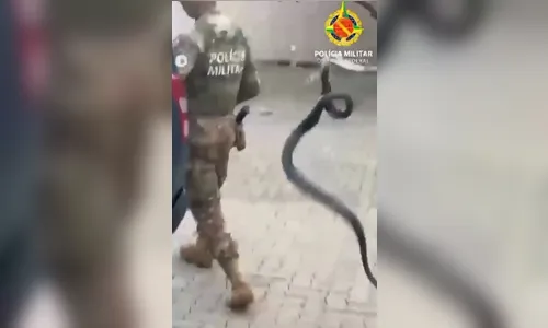 
							Vídeo mostra policiais retirando serpente caniana do motor de veículo; assista
						
						
