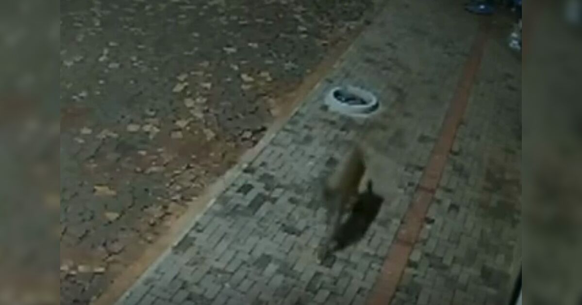 Aparição de onça-parda assusta funcionários de pizzaria no PR; veja vídeo