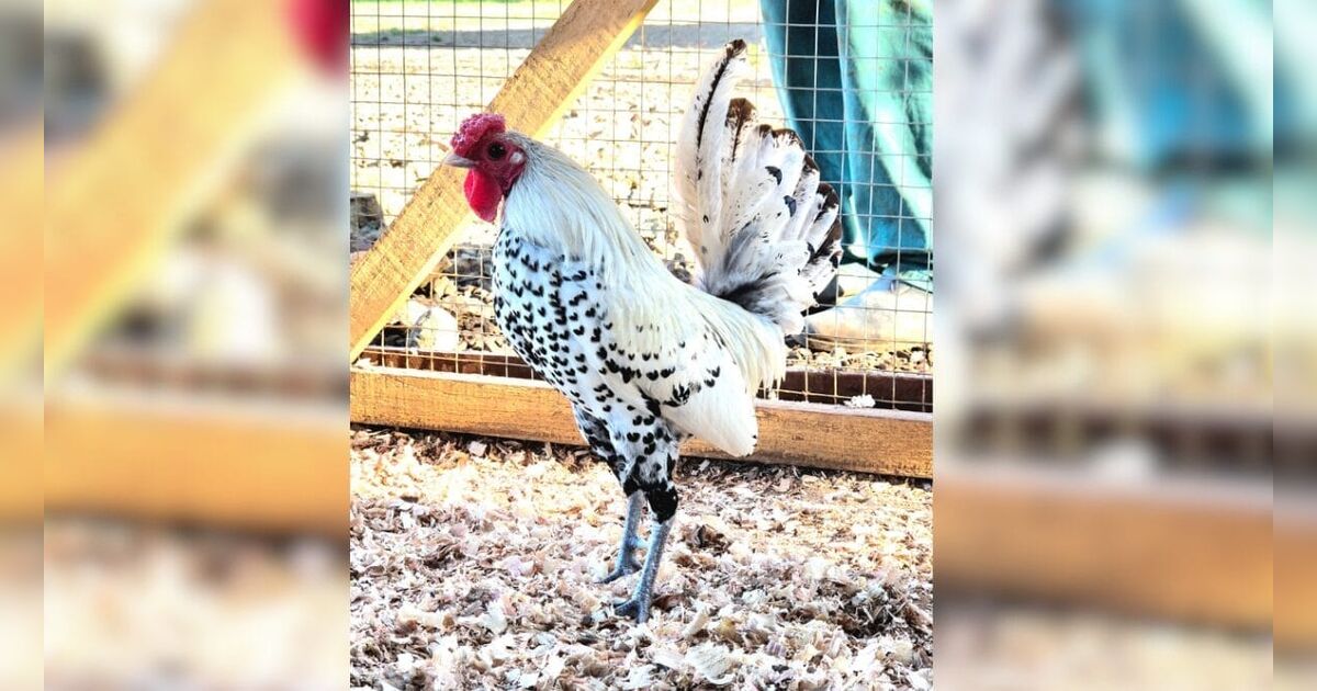 Galo 'Dom Juan' de SC viraliza com estampa natural de coraçã