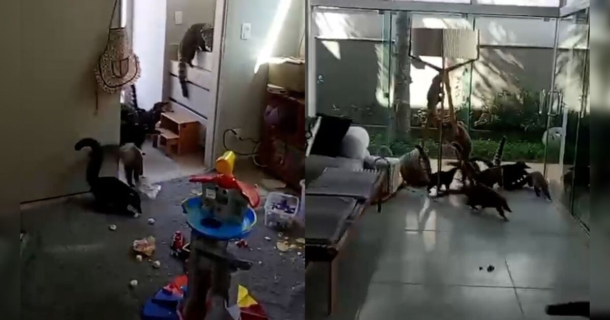 'Gangue dos quatis' invade condomínio de luxo no PR, faz fes