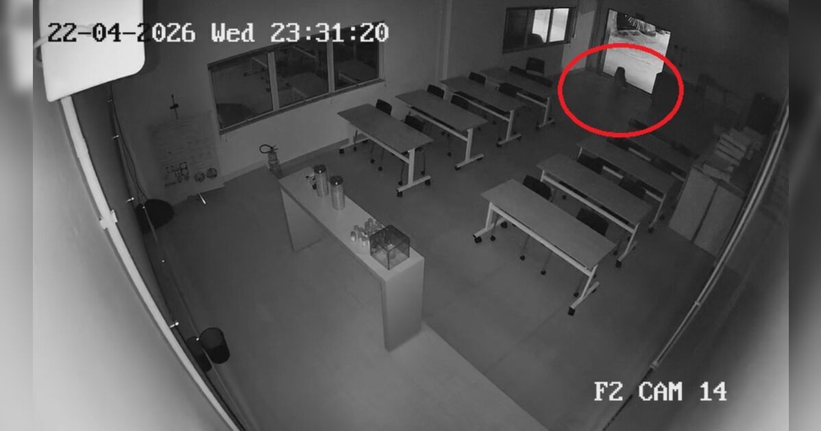 Força-tarefa faz buscas por onça-pintada no PR após novo vídeo; veja