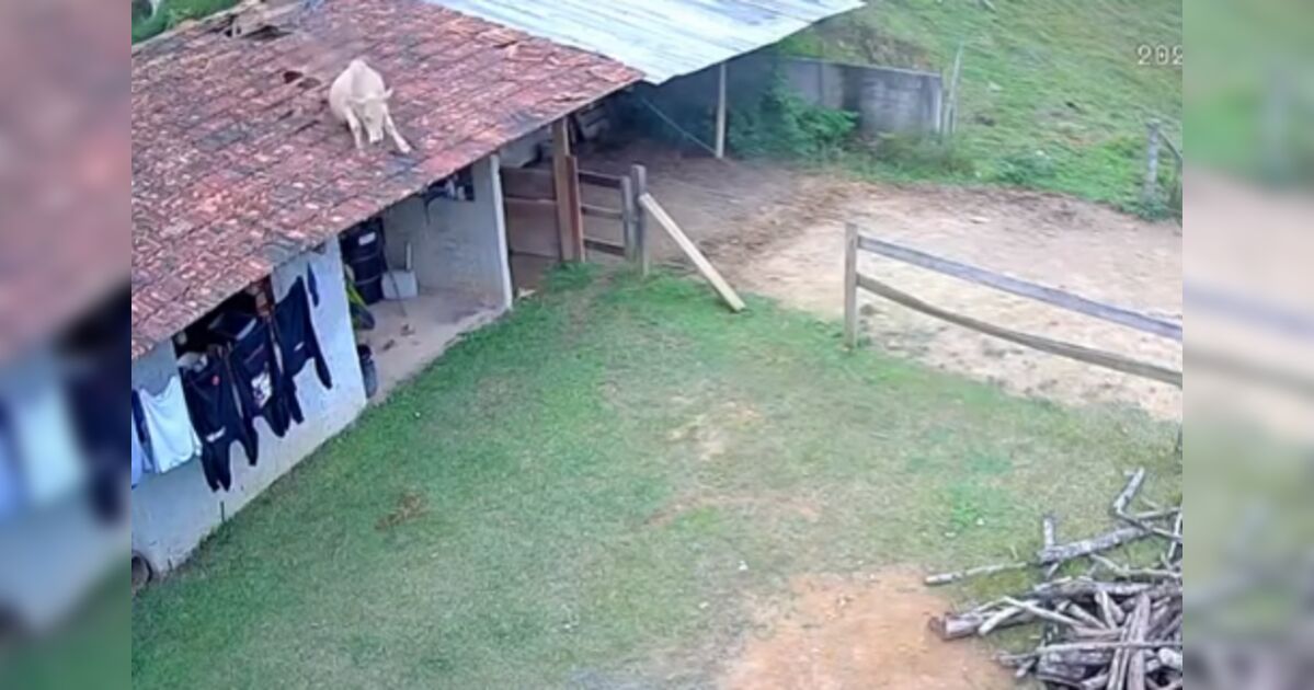 Vaca cai de telhado de casa e assusta moradores em Santa Cat