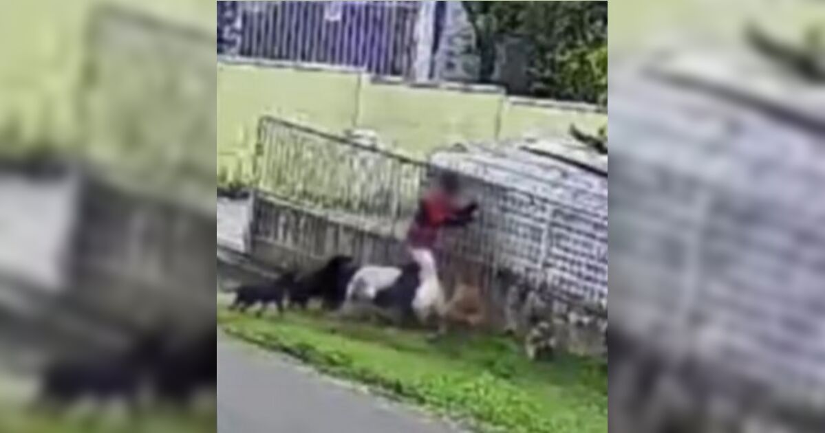 Vídeo mostra criança sendo atacada por nove cães no Paraná