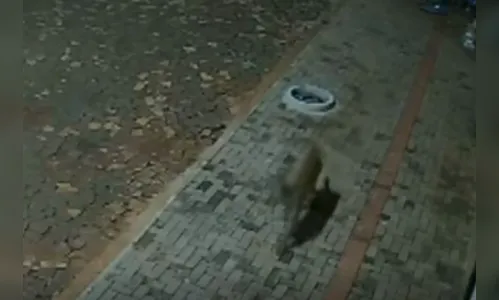 
							Aparição de onça-parda assusta funcionários de pizzaria no PR; veja vídeo
						
						