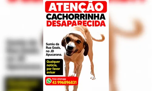 
							Cachorrinha desaparece no Jardim Apucarana e família pede ajuda
						
						