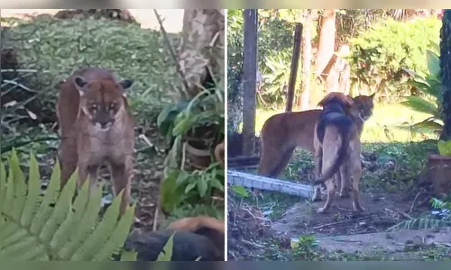 
							Cachorros espantam onça-parda que apareceu em quintal de casa no PR; veja
						
						