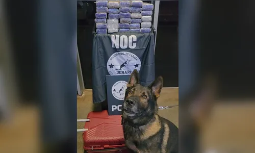 
							Cães de faro da PCPR interceptam mais de 227 quilos de maconha em duas ações
						
						