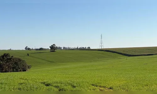
							Trigo encerra plantio e milho projeta safra acima da média na região de Ivaiporã
						
						