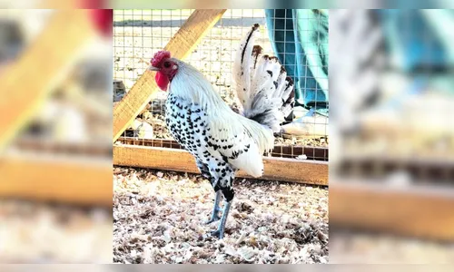 
							Galo 'Dom Juan' de SC viraliza com estampa natural de coração na plumagem
						
						