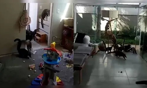 
							'Gangue dos quatis' invade condomínio de luxo no PR, faz festa em casa e deixa rastro de destruição
						
						