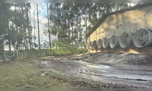 
							Moradores reclamam de proliferação de moscas em Arapongas (PR): 