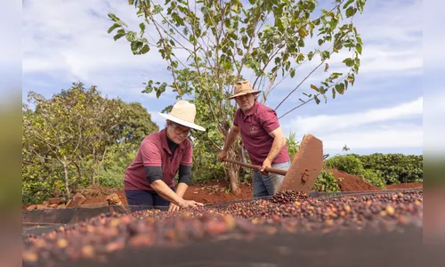 
 Com selo de origem, café especial da Serra de Apucarana mira mercado internacional
 
 