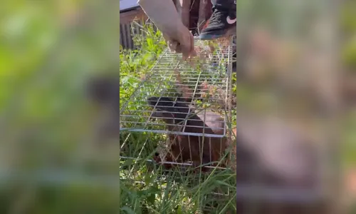 
							Lontra ferida é resgatada após mobilização no centro de Apucarana; veja vídeo
						
						