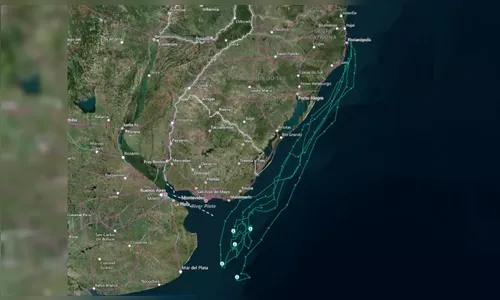 
							Mais de 300 pinguins são encontrados mortos nas praias de Florianópolis
						
						