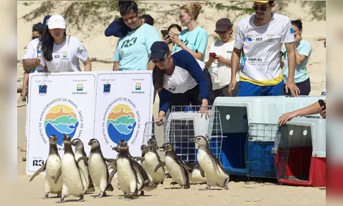 
							Mais de 300 pinguins são encontrados mortos nas praias de Florianópolis
						
						