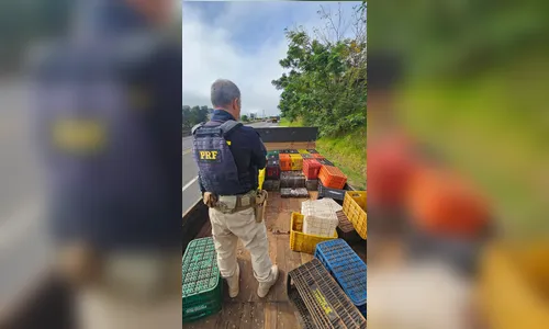 
							Caminhão quebra na estrada e PRF apreende quase 1 tonelada de maconha em Arapongas
						
						