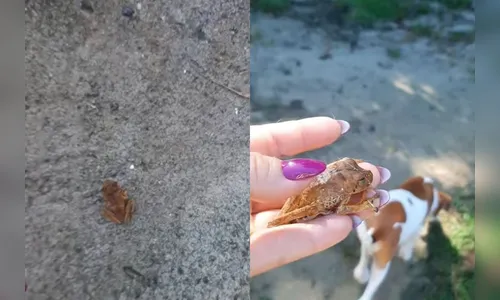 
							Mulher resgata perereca de ataque de cães e grava reação curiosa do animal; veja vídeo
						
						