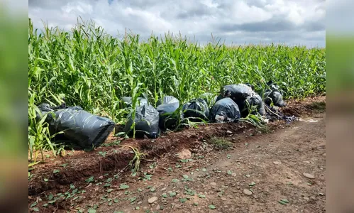 
							Polícia Ambiental flagra descarte irregular de tecidos em Cambira e aplica R$ 40 mil em multas
						
						