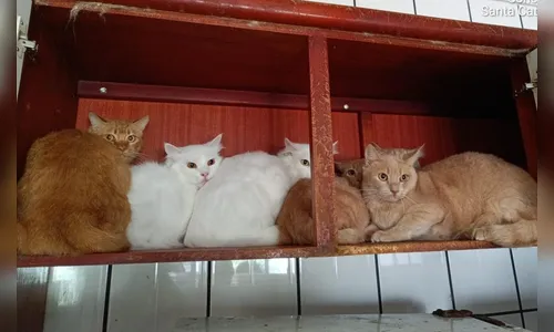 
							Justiça de SC determina retirada de gatos de apartamento e avaliação psicológica de tutora
						
						