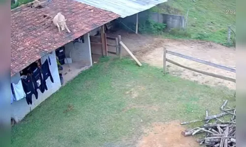 
							Vaca cai de telhado de casa e assusta moradores em Santa Catarina; veja
						
						