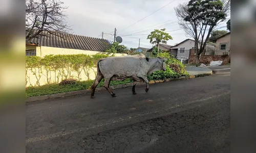
							Vaca é flagrada andando pelas ruas de bairro em Apucarana
						
						