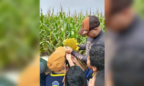 
							Plantação de girassóis atrai visitantes e vira atração em Apucarana
						
						
