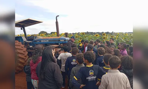 
							Plantação de girassóis atrai visitantes e vira atração em Apucarana
						
						