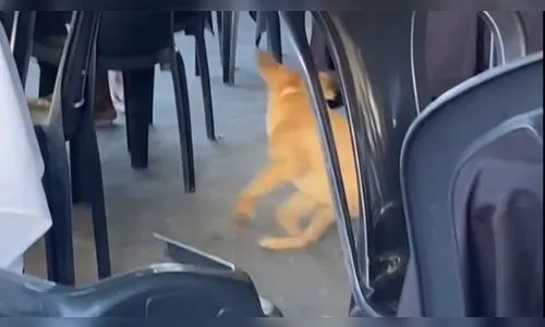 
							Cachorro caramelo viraliza ao 'comemorar' gol do Brasil na Copa
						
						