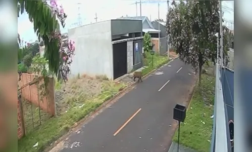 
							Onça-pintada é flagrada em área urbana de cidade do PR e assusta moradores
						
						
