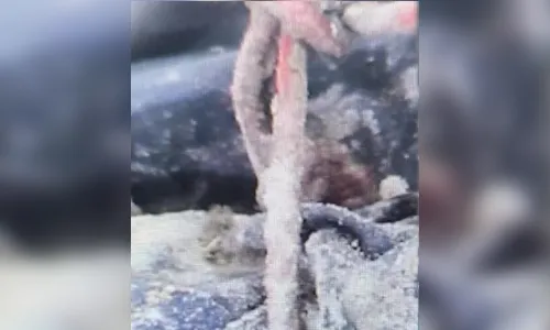
							Chacina de Icaraíma: delegado descarta tortura e explica uso de corda em vítima no PR
						
						