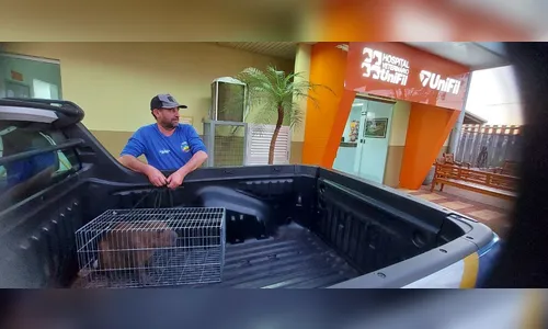 
							GCM e Meio Ambiente resgatam capivara com ferimentos nos olhos em Apucarana
						
						