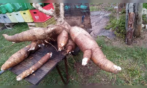 
							Aposentado se surpreende ao colher aipim gigante de 61 kg em SC; veja
						
						
