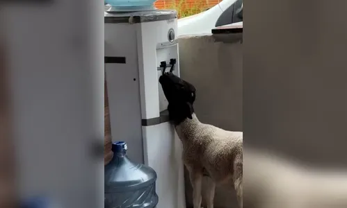 
							Filhote de cabrito aprende a usar bebedouro e é flagrado matando a sede; veja vídeo
						
						