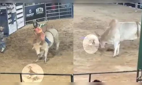 
							Cachorro caramelo invade rodeio, corre atrás do touro e escapa de chifradas
						
						