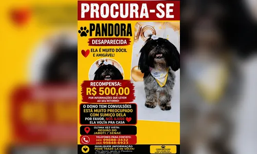 
							Família oferece recompensa de R$ 500 por cadelinha desaparecida em Apucarana
						
						