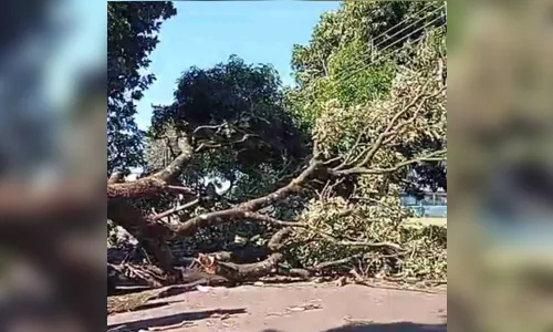 
							Ventos fortes causam estragos em cidades do Paraná; estado segue sob alerta
						
						