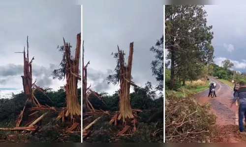 
							Raio destrói árvores e causa estragos na zona rural de Grandes Rios
						
						