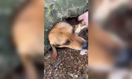 
							Cachorro fica com a cabeça presa em muro ao tentar alcançar pudim e é resgatado pelos Bombeiros no PR
						
						