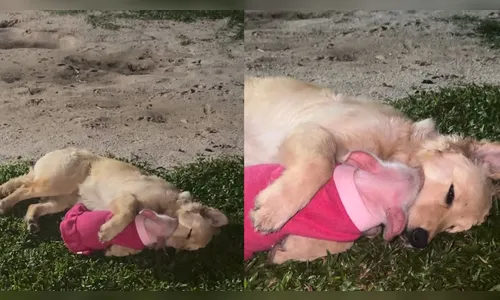 
							Cachorra adota porquinha resgatada de chiqueiro e cena encanta internautas; veja
						
						