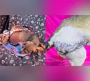 Cadela é encontrada com perna decepada em Apucarana e caso levanta suspeita de maus-tratos