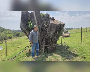 ‘Esperança’: quase dois anos após queda, falsa-seringueira volta a criar raízes em Apucarana