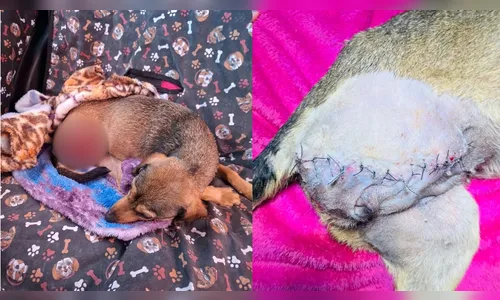 
							Cadela é encontrada com perna decepada em Apucarana e caso levanta suspeita de maus-tratos
						
						