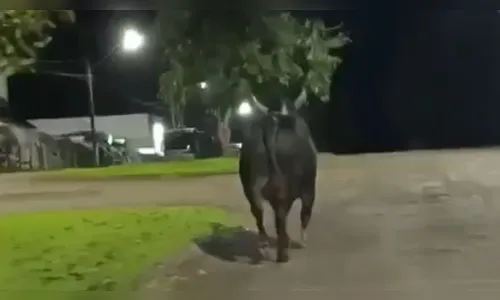 
							Touro de rodeio escapa, mata mulher na rua e é morto por moradores no PR
						
						