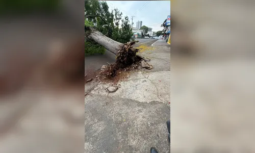 
							Árvore de grande porte bloqueia Avenida Irati em Apucarana
						
						