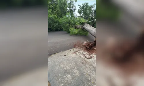 
							Árvore de grande porte bloqueia Avenida Irati em Apucarana
						
						