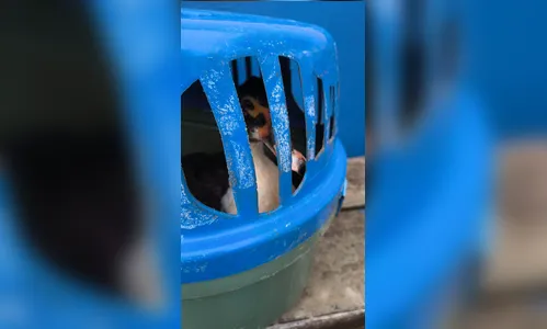 
							Chuva e ventania derrubam árvores e bloqueiam vias em Apucarana
						
						