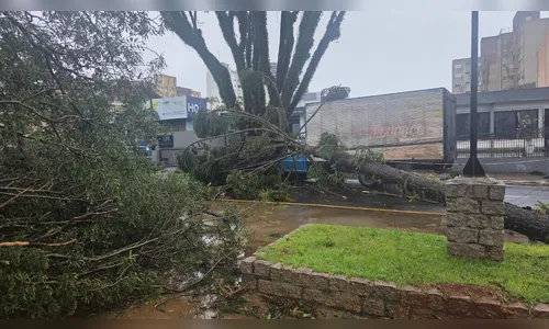 
							“Foi um livramento”, diz motorista que escapou de árvore caindo sobre caminhão em Apucarana
						
						